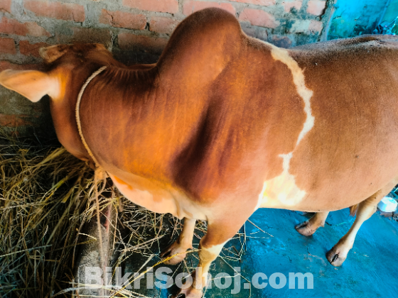 বাড়ির পালিত গরু